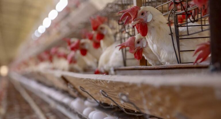 galinhas gripe aviária