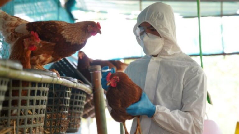 gripe aviária rio grande do sul canoas