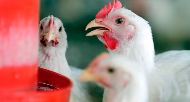 Funcionário apresentou sintomas de H5n1 após surto de gripe aviária em granja de Montenegro