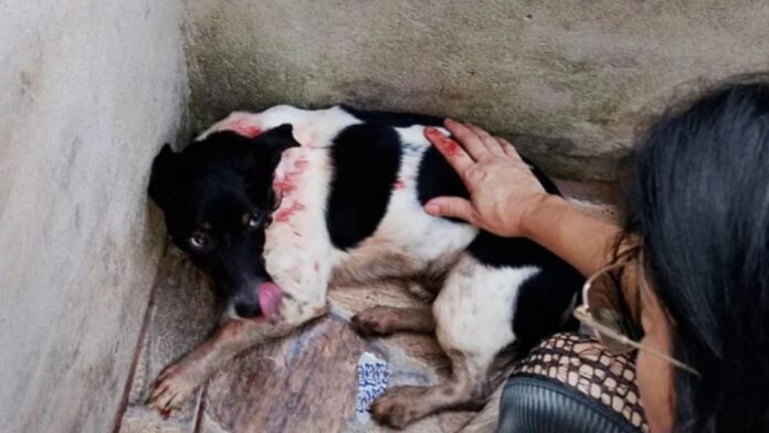 homem preso cachorro