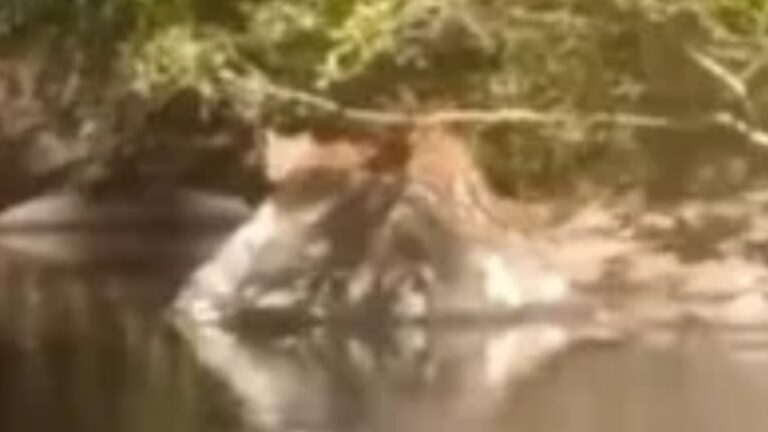 Puma ataca homem no interior do RS