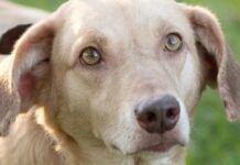 Abrigo com cães resgatados na enchente será fechado em Canoas