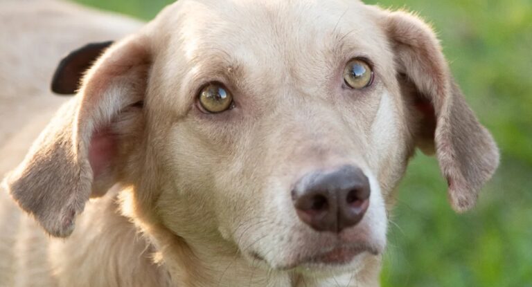 Abrigo com cães resgatados na enchente será fechado em Canoas