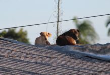 Foto de animais em cima de casas durante enchente no Rio Grande do Sul; Animais teriam "poder" de prever desastres naturais?