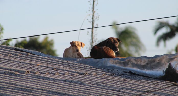 Foto de animais em cima de casas durante enchente no Rio Grande do Sul; Animais teriam 