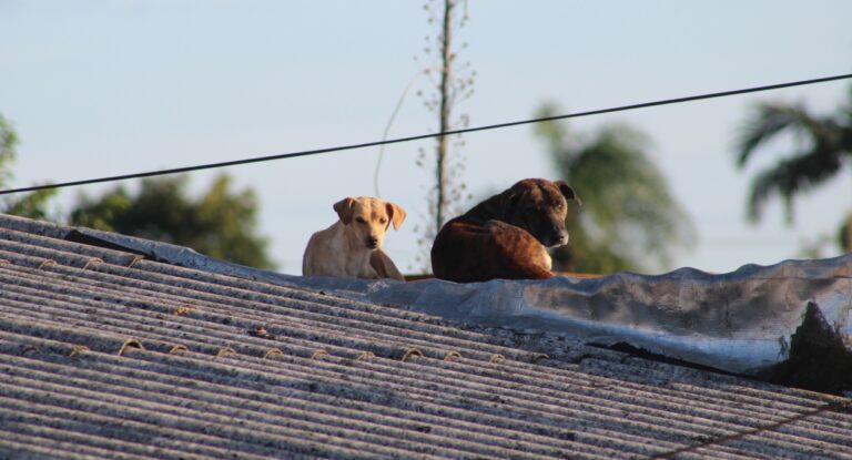 Foto de animais em cima de casas durante enchente no Rio Grande do Sul; Animais teriam "poder" de prever desastres naturais?