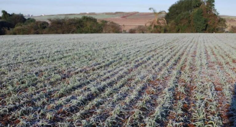 geada negra no paraná