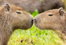 Afinal, por que a capivara está na moda? Entenda a febre e o que explica esse fenômeno
