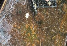 neve rio grande do sul