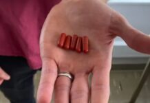 Saiba como funcionam as 'Pílulas de cocô', utilizadas para combater infecções