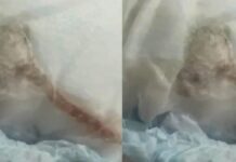 Mãe encontra rato morto na fralda de bebê