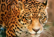 Saiba quando irá reabrir o Zoológico de Sapucaia do Sul