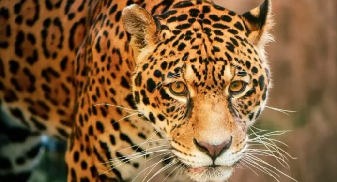Saiba quando irá reabrir o Zoológico de Sapucaia do Sul
