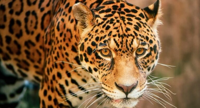 Saiba quando irá reabrir o Zoológico de Sapucaia do Sul