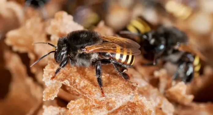 Foto da abelha nativa brasileira que pode eliminar as larvas do mosquito da dengue