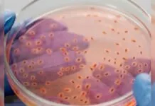 Bactéria que causou pandemia