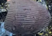 Fiscalização encontra larvas e insetos em chocolates da Cacau Show