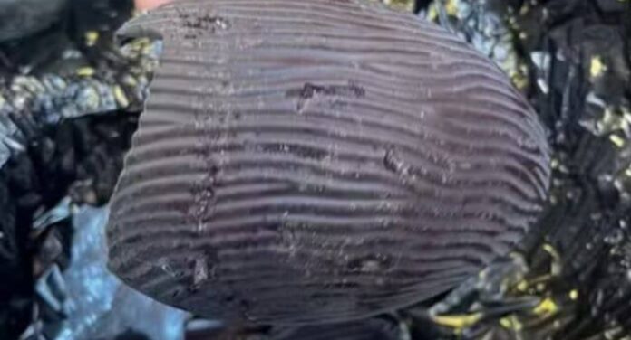 Fiscalização encontra larvas e insetos em chocolates da Cacau Show