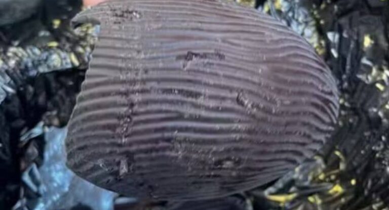 Fiscalização encontra larvas e insetos em chocolates da Cacau Show