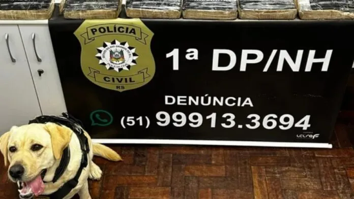 Na foto, a cadela que localizou as drogas para a policia