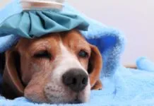 Foto mostra cão resfriado e com febre