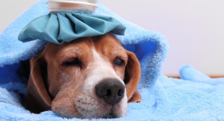 Foto mostra cão resfriado e com febre
