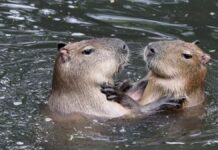 Foto mostra duas capivaras na água "se abraçando"