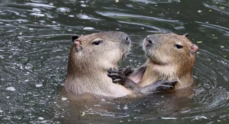 Foto mostra duas capivaras na água "se abraçando"