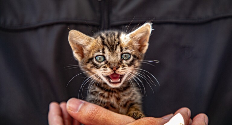 'Programa MIAU' oferece castrações gratuitas de gatos em Canoas