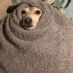 Cachorro tremendo no frio? Veterinários fazem alerta sobre erro comum que pode colocar pets em risco no inverno