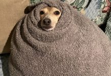 Cachorro tremendo no frio? Veterinários fazem alerta sobre erro comum que pode colocar pets em risco no inverno Cachorro tremendo no frio? Veterinários fazem alerta sobre erro comum que pode colocar pets em risco no inverno