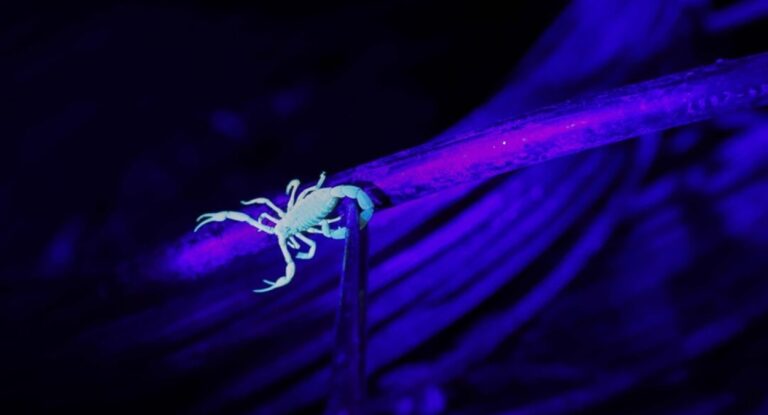 Alerta: nova espécie de escorpião chega na região metropolitana