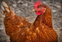 Galinha passa por reversão sexual e vira galo