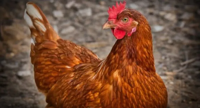 Galinha passa por reversão sexual e vira galo