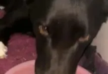 Na foto, a cadela que teve as patas cortadas por homem em Caseiros
