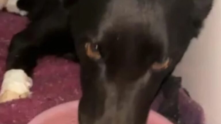 Na foto, a cadela que teve as patas cortadas por homem em Caseiros