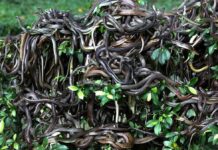 Cobra da espécie jararaca-ilhoa em uma árvore