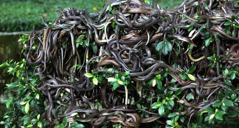 Cobra da espécie jararaca-ilhoa em uma árvore