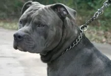 Foto de um cachorro pitbull. Nova lei proíbe diversos tipos de comportamentos com relação à raça