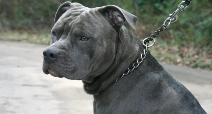 Foto de um cachorro pitbull. Nova lei proíbe diversos tipos de comportamentos com relação à raça