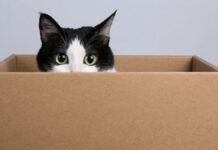 gato dentro da caixa