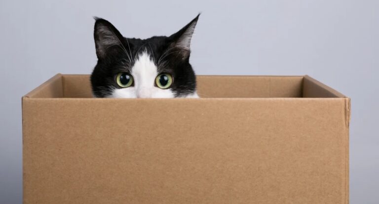 gato dentro da caixa