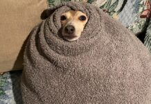 Foto mostra cachorro completamente enrolado em um cobertor durante onda de frio
