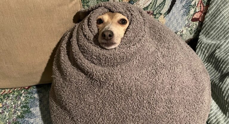 Foto mostra cachorro completamente enrolado em um cobertor durante onda de frio