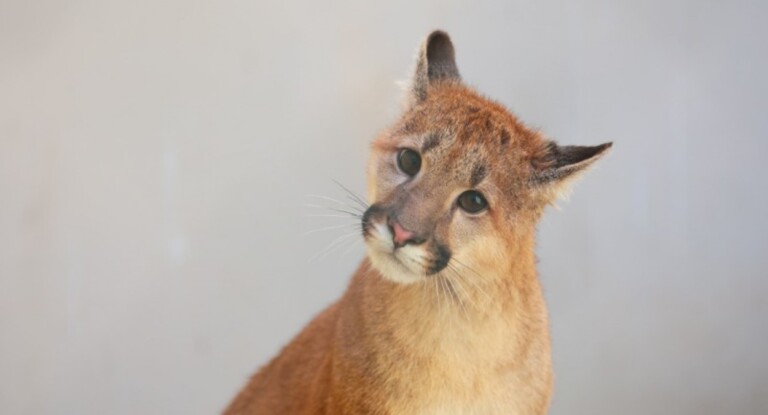 Zoológico de Sapucaia do Sul recebe filhote de puma