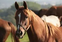 Ração contaminada provoca morte de quase 300 cavalos