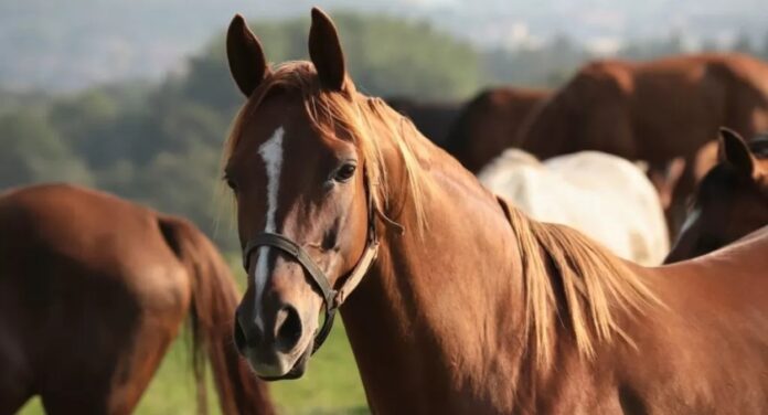 Ração contaminada provoca morte de quase 300 cavalos