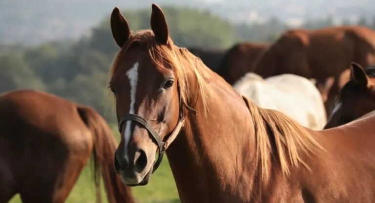 Ração contaminada provoca morte de quase 300 cavalos