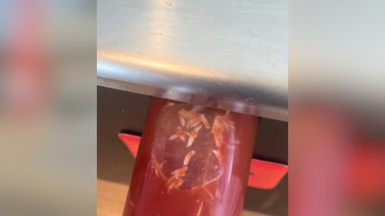 Na imagem, um recipiente com larvas dentro de condimento