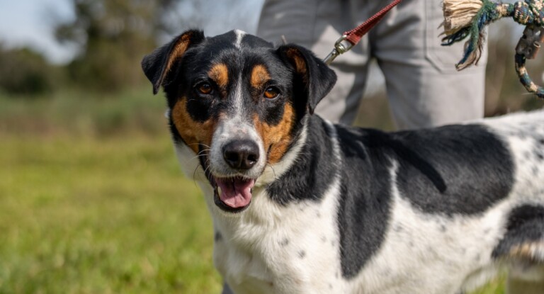 Prazo para fechamento do Abrigo Palmira Gobbi em Canoas é prorrogado